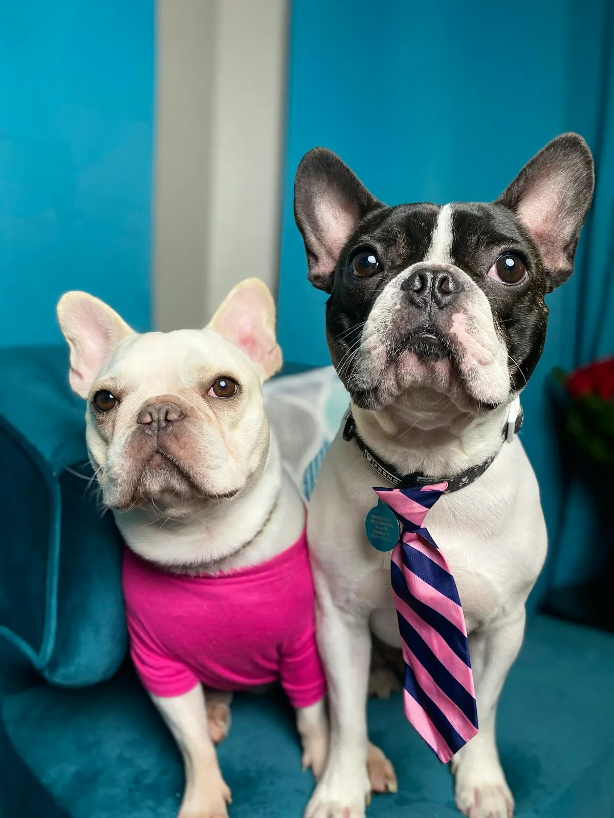 Dois buldogues franceses sentados em poltrona azul usando gravata e camiseta, destacando a parceria Pet Unio + APet