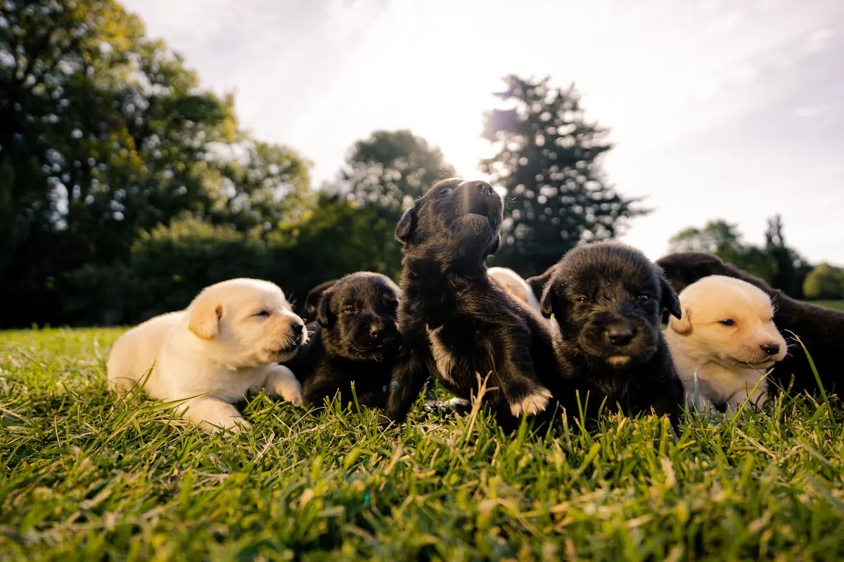 Recepção de clínica veterinária parceira
