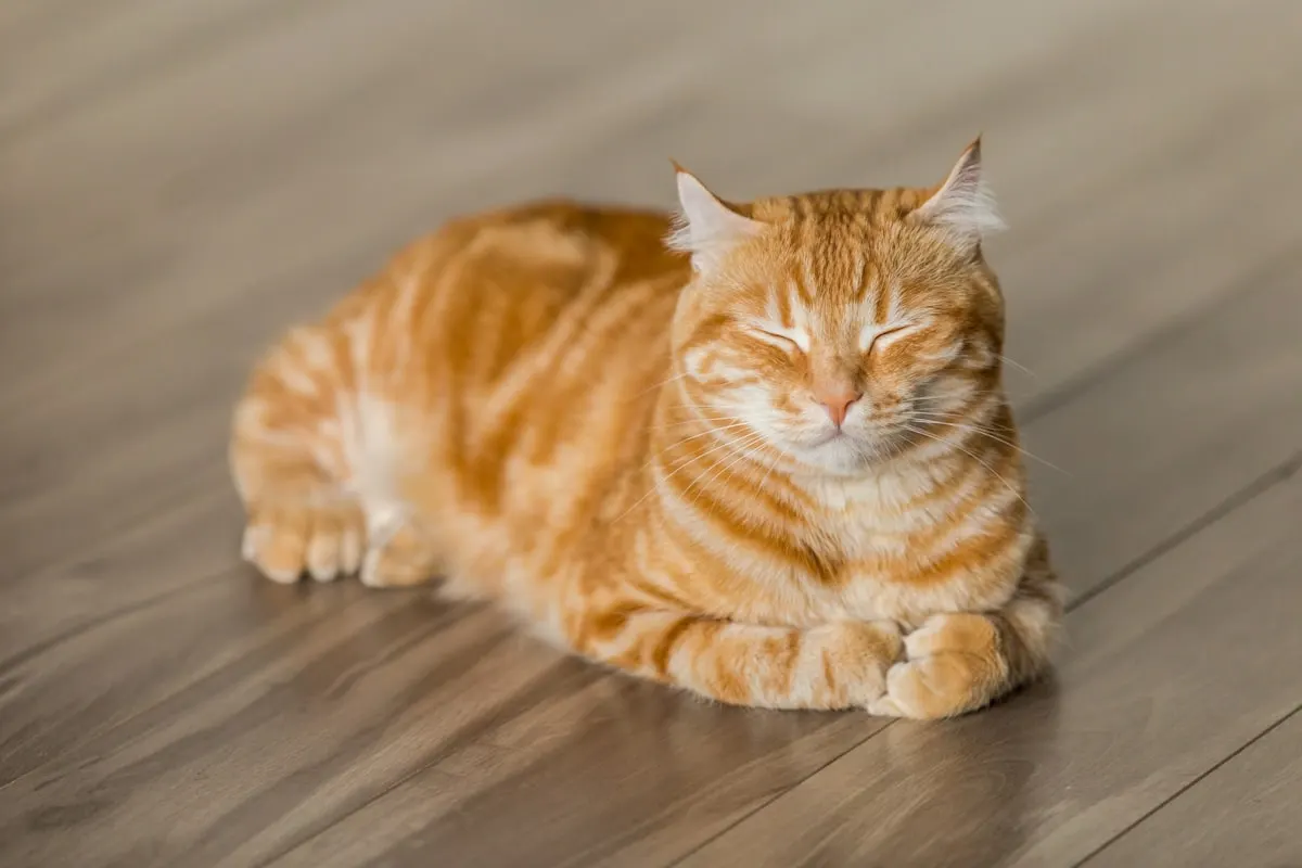 Gato laranja deitado relaxado no chão de madeira depois de atendimento aprovado pela APet