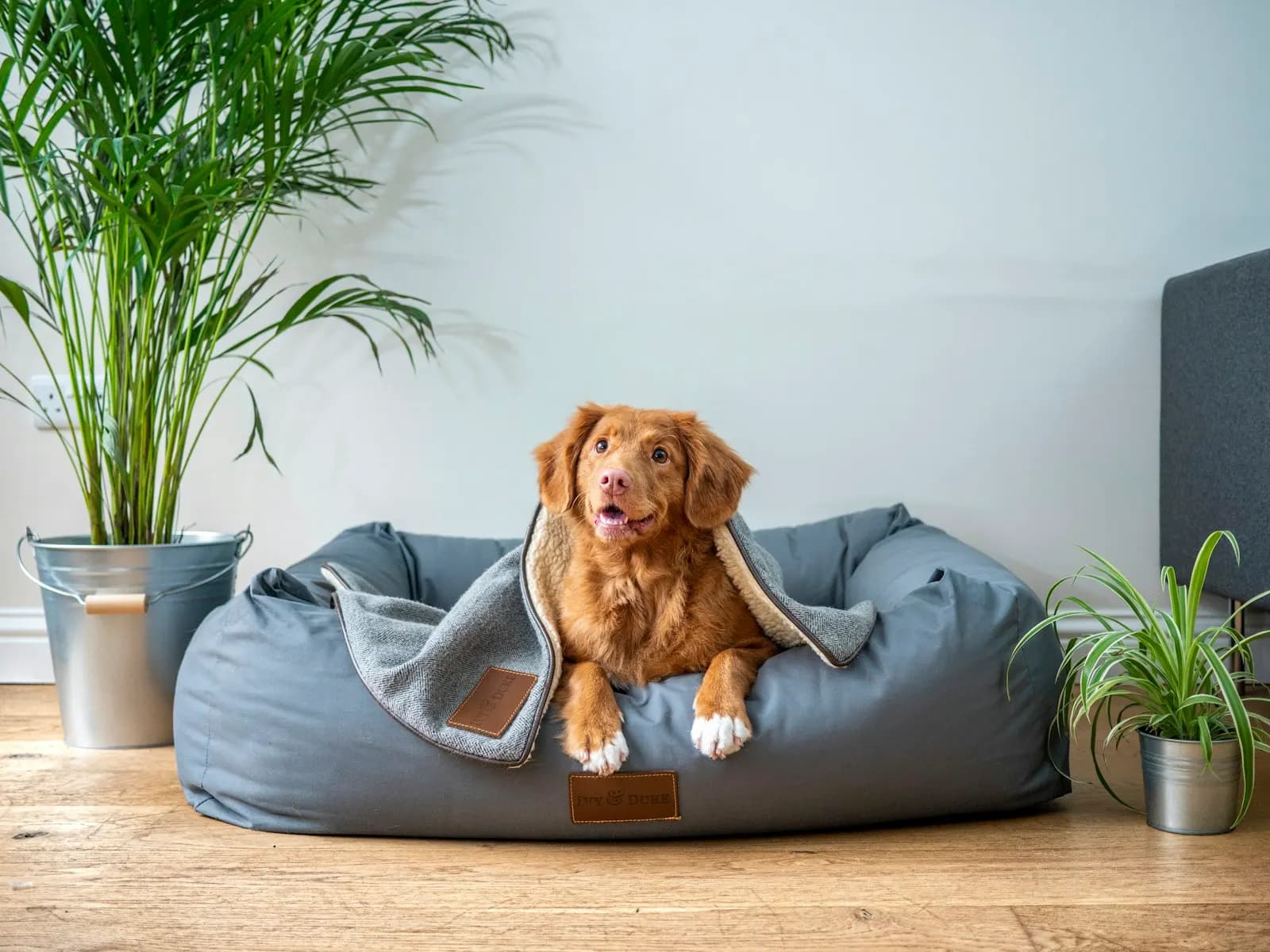 Cão caramelo deitado em cama pet cinza representando o conforto Pet Unio