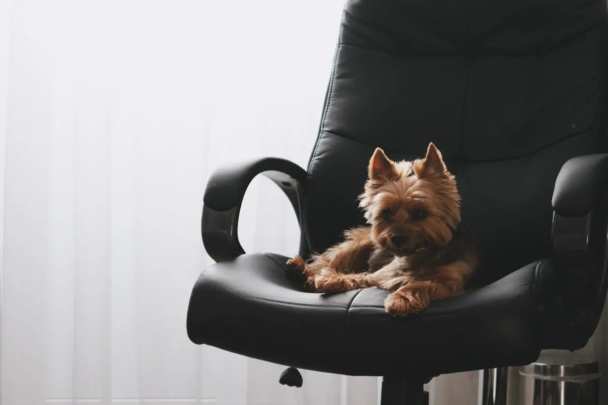 Cão de pequeno porte relaxando em cadeira executiva preta representando benefício corporativo Pet Unio